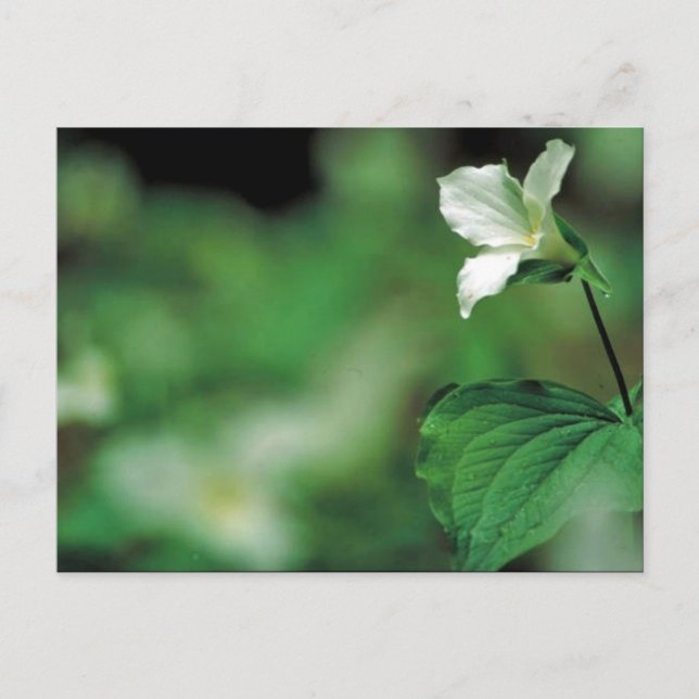 White trillium postcard (Front)