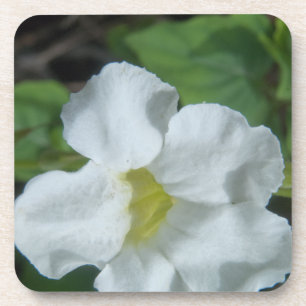White Tropical Flower Found on Fiji Coaster