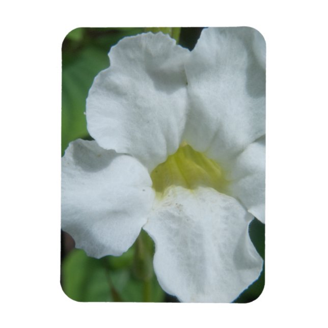 White Tropical Flower Found on Fiji Magnet (Vertical)