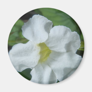White Tropical Flower Found on Fiji Magnet
