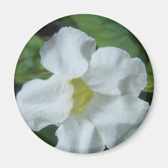 White Tropical Flower Found on Fiji Magnet (Front)