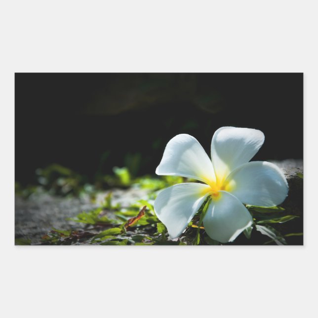 White tropical flower (frangipani) close up 2 rectangular sticker (Front)