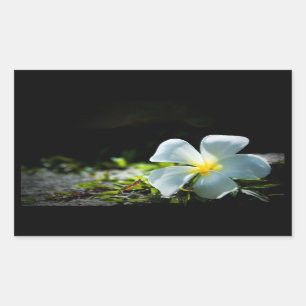 White tropical flower (frangipani) close up 2 rectangular sticker