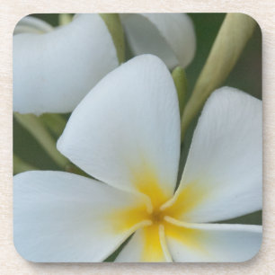 White Tropical Flower From Fiji Coaster