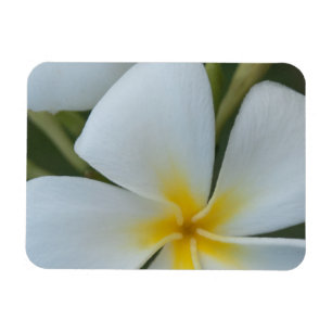 White Tropical Flower From Fiji Magnet