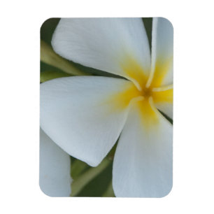 White Tropical Plumeria Flower From Fiji Magnet