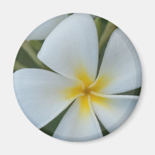 White Tropical plumeria Flower From Fiji Magnet