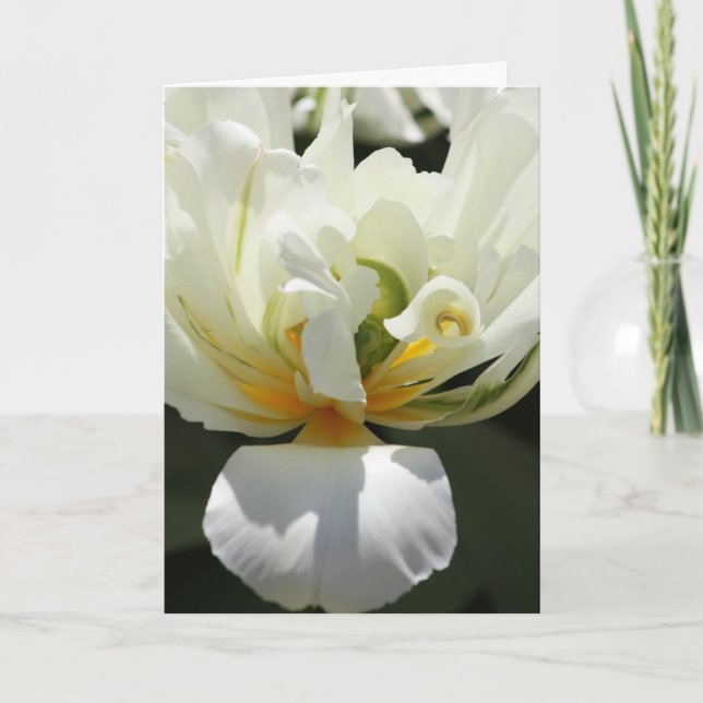 White Tulip Card (Front)