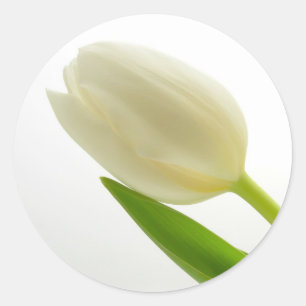 White Tulip Classic Round Sticker