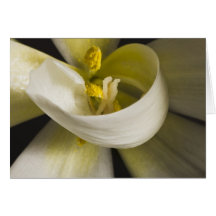 White Tulip Curl Card - Blank Inside