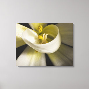 White Tulip Curl - Fine Art Photograph Canvas Print