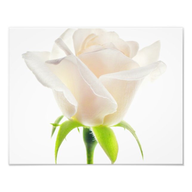 White Tulip Flower Clear Background Floral Photo Print (Front)