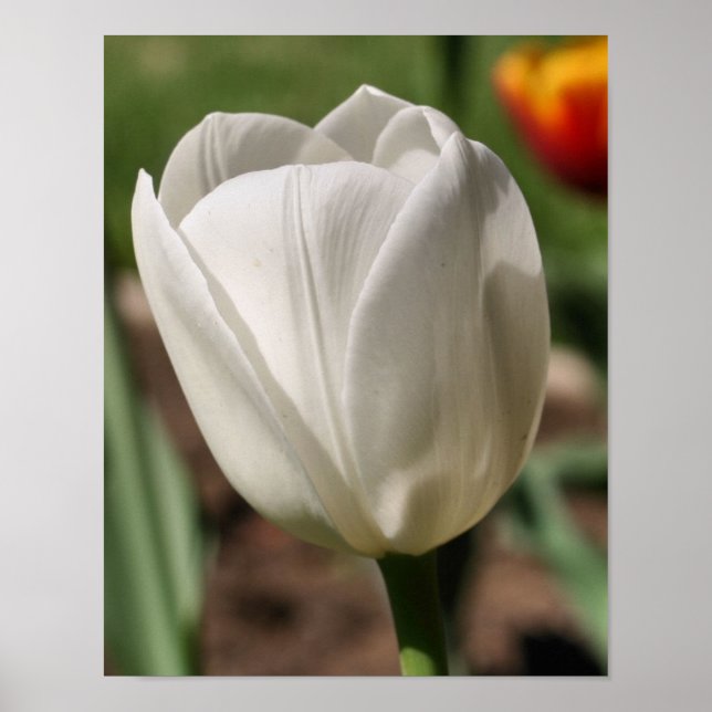 White Tulip Flower In Sunlight Poster (Front)