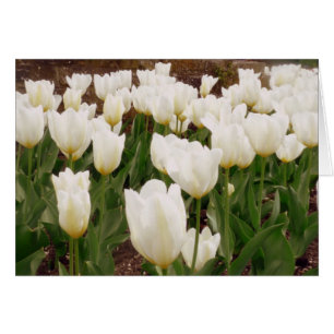 White Tulip Flowers