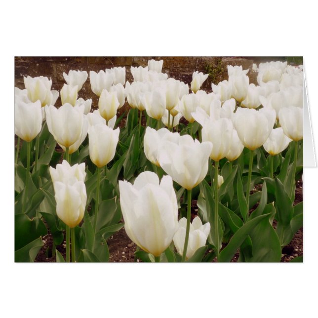 White Tulip Flowers (Front Horizontal)