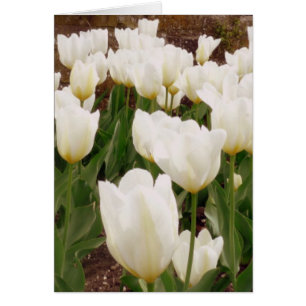 White Tulip Flowers