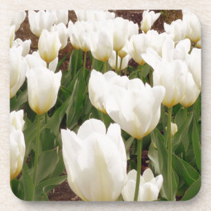 White Tulip Flowers Coaster