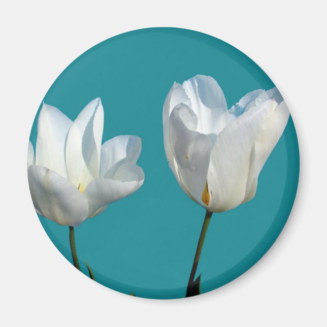 white tulip flowers in aqua blue background magnet (Front)
