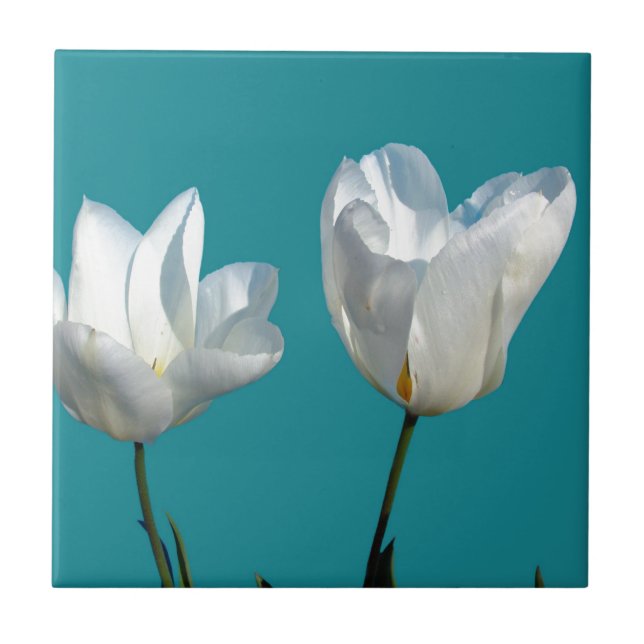 white tulip flowers in aqua blue background tile (Front)