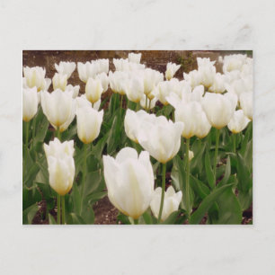 White Tulip Flowers Postcard