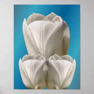 White Tulip Flowers Poster