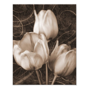 White Tulip Flowers Sepia Black Background floral Photo Print