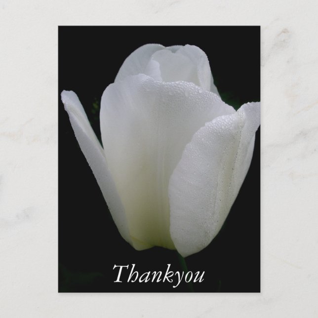 White Tulip Postcard (Front)