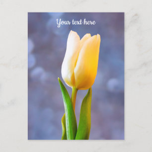 White Tulip Postcard