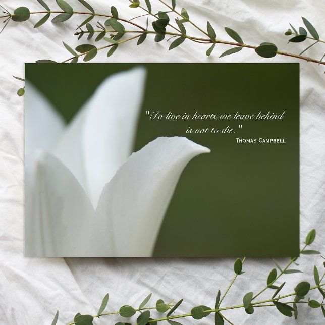 White Tulip Thank You for Your Sympathy (Creator Uploaded)