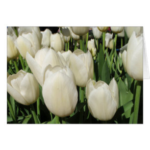 white tulips
