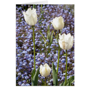 White Tulips