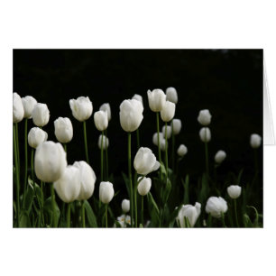 White tulips