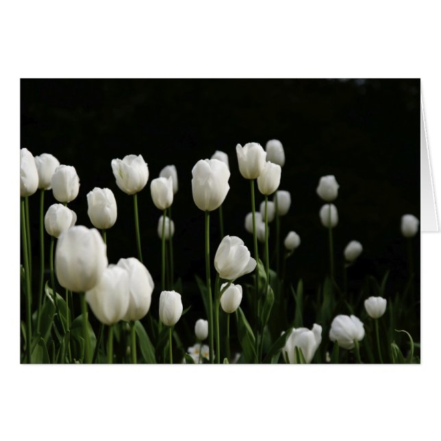 White tulips (Front Horizontal)