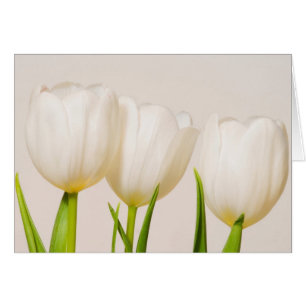 White tulips against a white background,