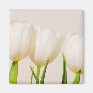 White tulips against a white background, magnet