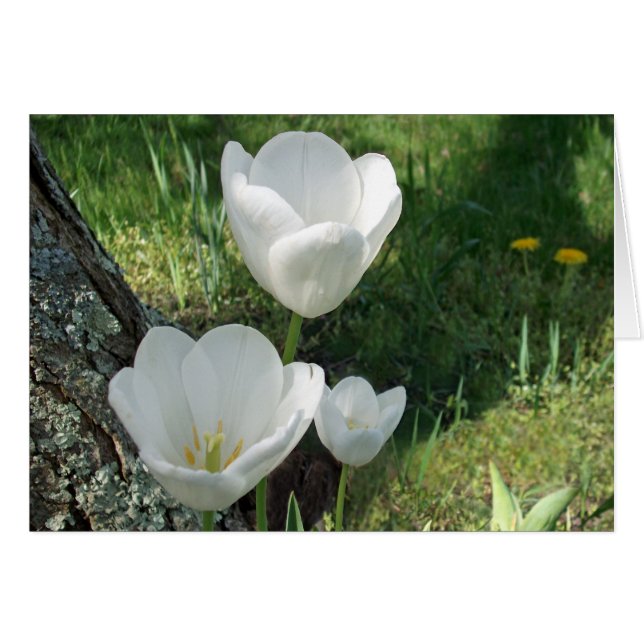 White Tulips Flower Trio (Front Horizontal)