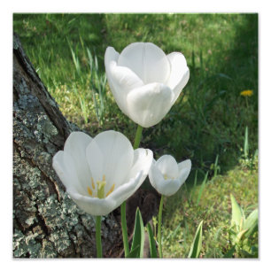 White Tulips Flower Trio Photo Print
