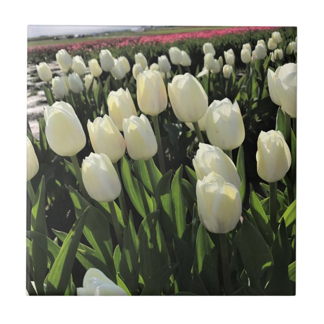 White Tulips in a Field, Oregon Ceramic Tile (Front)