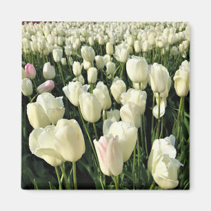 White Tulips in a Field, Oregon Magnet
