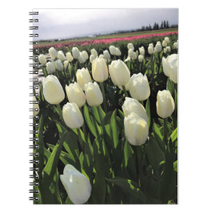 White Tulips in a Field, Oregon Notebook