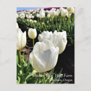 White Tulips in a Field, Woodburn, Oregon Postcard