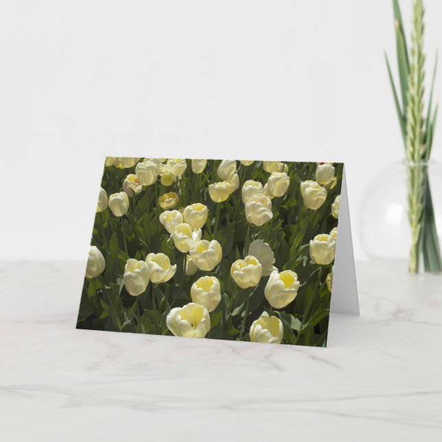 White Tulips in the Boston Gardens Greeting Card (Front)