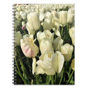 White Tulips, Oregon Notebook