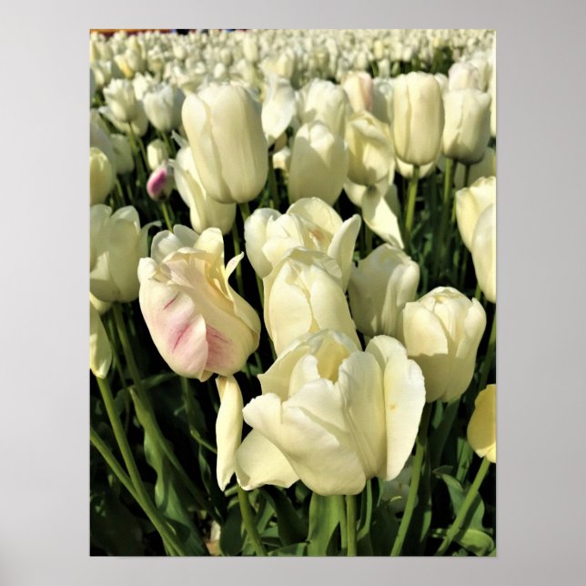White Tulips, Oregon Poster (Front)