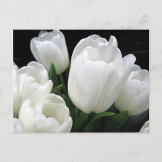 White Tulips Postcard
