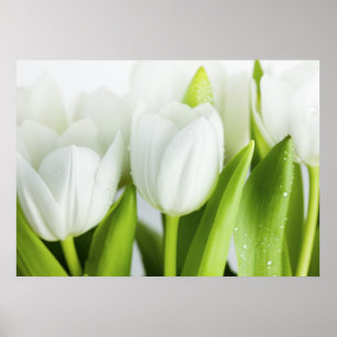 White Tulips Poster