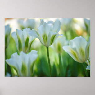 White Tulips Poster