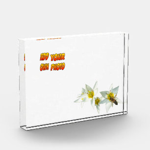 White Tulips with Bee Cust. Photo Block