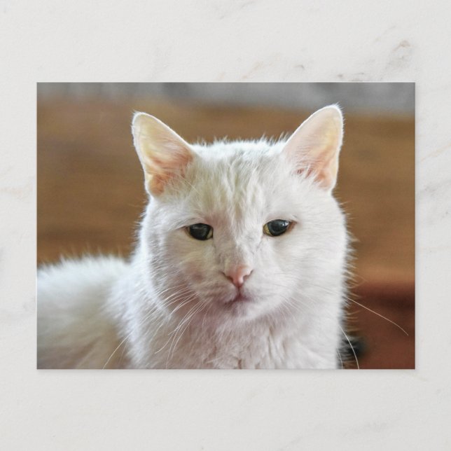 White Turkish Angora Cat Portrait Postcard (Front)