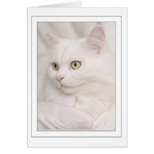 White Turkish angora tomcat